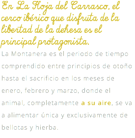 En La Hoja del Carrasco, el cerco ibérico que disfruta de la libertad de la dehesa es el principal protagonista. La Montanera es el periodo de tiempo comprendido entre principios de otoño hasta el sacrificio en los meses de enero, febrero y marzo, donde el animal, completamente a su aire, se va a alimentar única y exclusivamente de bellotas y hierba.