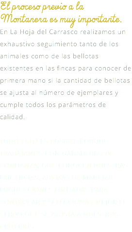 El proceso previo a la Montanera es muy importante. En La Hoja del Carrasco realizamos un exhaustivo seguimiento tanto de los animales como de las bellotas existentes en las fincas para conocer de primera mano si la cantidad de bellotas se ajusta al número de ejemplares y cumple todos los parámetros de calidad. TODO ESTO ES POSIBLE PORQUE TRABAJAMOS CON GANADEROS DE CONFIANZA, QUE CONOCEN NUESTRAS EXIGENCIAS, ADEMÁS DE MANEJAR PRODUCCIONES LIMITADAS PARA CONTROLAR Y SELECCIONAR MEJOR EL CERDO QUE SE AJUSTA A NUESTROS CRITERIOS. 