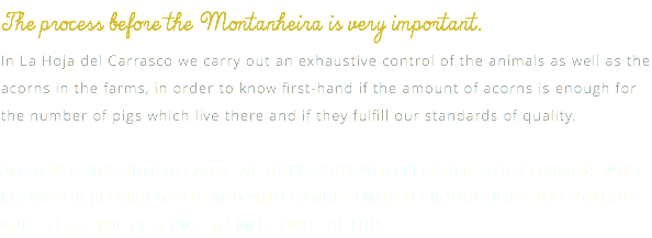 The process before the Montanheira is very important. In La Hoja del Carrasco we carry out an exhaustive control of the animals as well as the acorns in the farms, in order to know first-hand if the amount of acorns is enough for the number of pigs which live there and if they fulfill our standards of quality. ALL THIS IS POSSIBLE BECAUSE WE ONLY WORK WITH RELIABLE STOCK-FARMERS WHO KNOW OUR REQUIREMENTS AND WHO HANDLE LIMITED PRODUCTIONS TO CONTROL AND SELECT THE BEST PIGS TO MEET OUR CRITERIA.